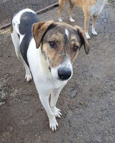 Tierschutzhunde suchen ein Zuhause-Beitrag-Bild