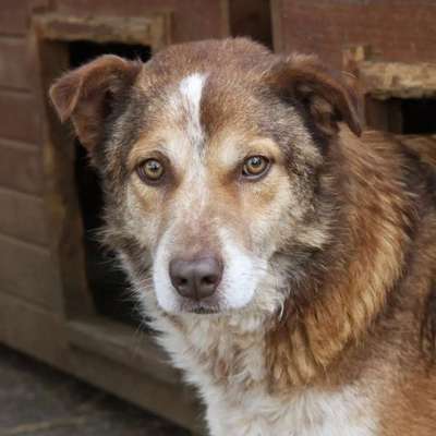 Tierschutzhunde suchen ein Zuhause-Beitrag-Bild