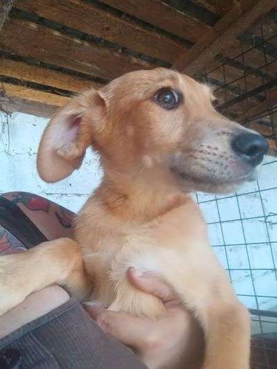 Tierschutzhunde suchen ein Zuhause-Beitrag-Bild