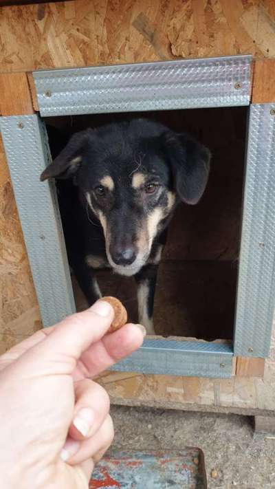 Tierschutzhunde suchen ein Zuhause-Beitrag-Bild