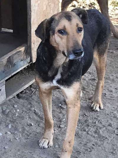 Tierschutzhunde suchen ein Zuhause-Beitrag-Bild