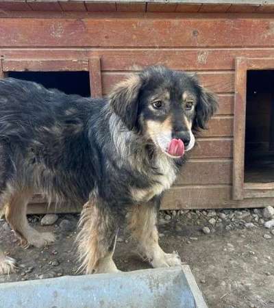 Tierschutzhunde suchen ein Zuhause-Beitrag-Bild