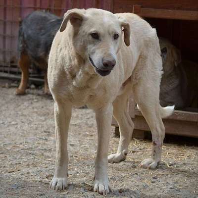 Tierschutzhunde suchen ein Zuhause-Beitrag-Bild