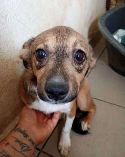 Tierschutzhunde suchen ein Zuhause-Beitrag-Bild