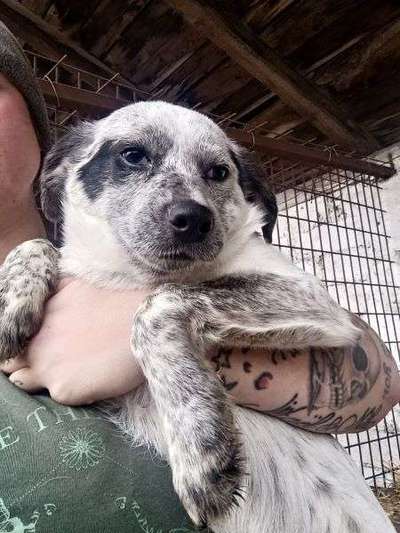 Tierschutzhunde suchen ein Zuhause-Beitrag-Bild