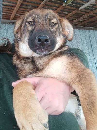 Tierschutzhunde suchen ein Zuhause-Beitrag-Bild