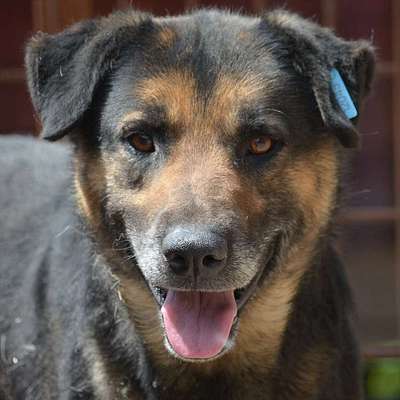 Tierschutzhunde suchen ein Zuhause-Beitrag-Bild