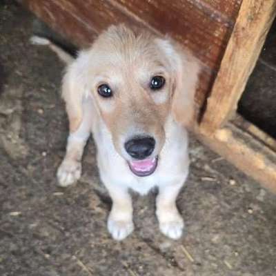 Tierschutzhunde suchen ein Zuhause-Beitrag-Bild