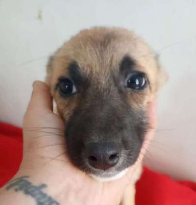 Tierschutzhunde suchen ein Zuhause-Beitrag-Bild