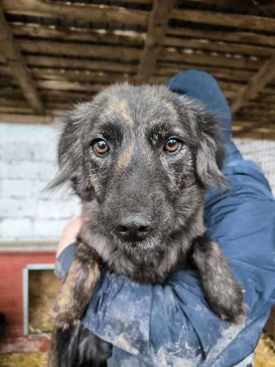 Tierschutzhunde suchen ein Zuhause-Beitrag-Bild