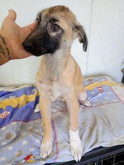 Tierschutzhunde suchen ein Zuhause-Beitrag-Bild