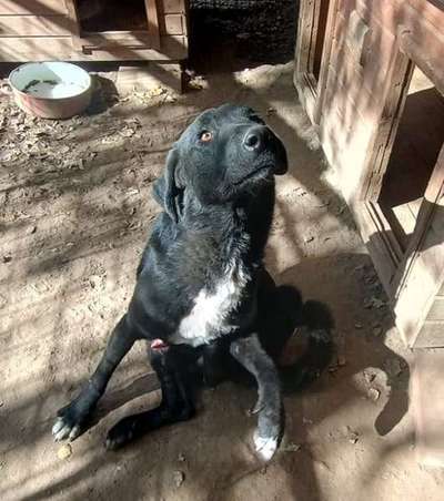 Tierschutzhunde suchen ein Zuhause-Beitrag-Bild