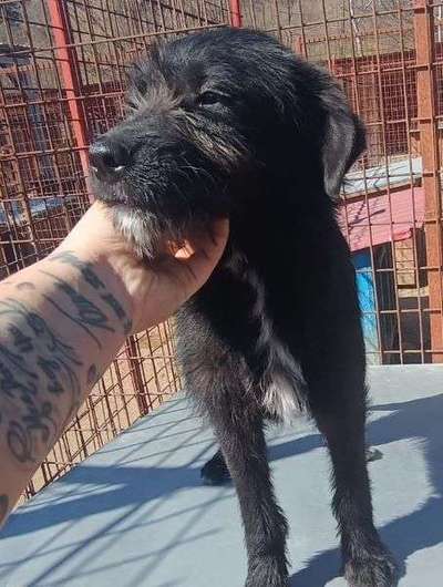 Tierschutzhunde suchen ein Zuhause-Beitrag-Bild