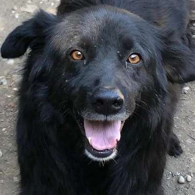 Tierschutzhunde suchen ein Zuhause-Beitrag-Bild