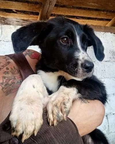 Tierschutzhunde suchen ein Zuhause-Beitrag-Bild