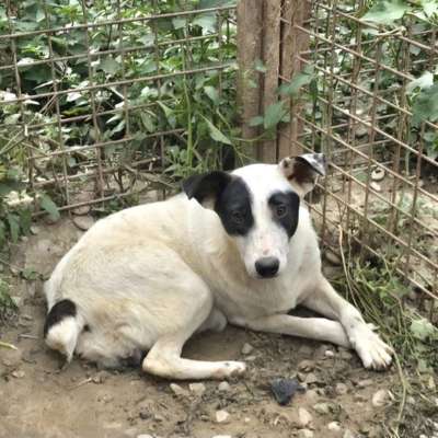 Tierschutzhunde suchen ein Zuhause-Beitrag-Bild