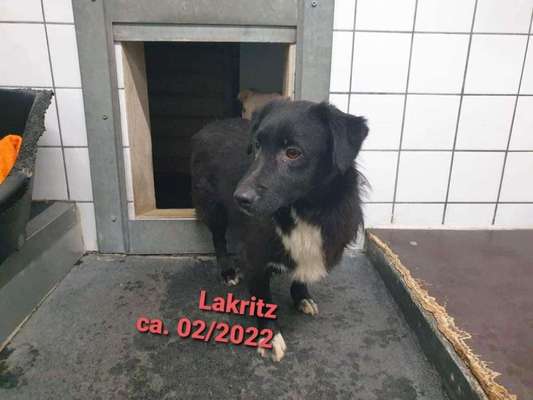 Tierschutzhunde suchen ein Zuhause-Beitrag-Bild