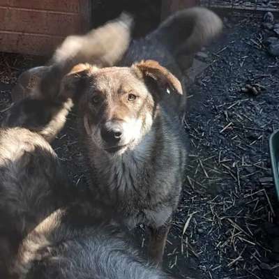 Tierschutzhunde suchen ein Zuhause-Beitrag-Bild