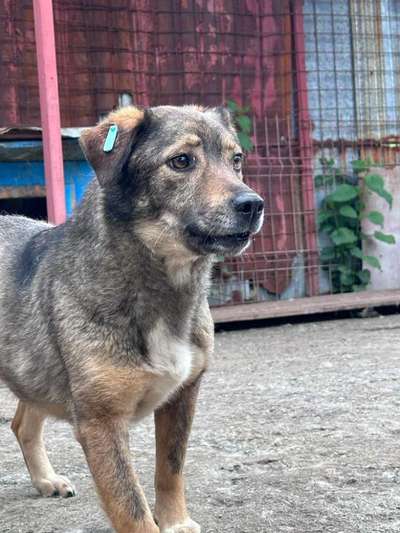 Tierschutzhunde suchen ein Zuhause-Beitrag-Bild