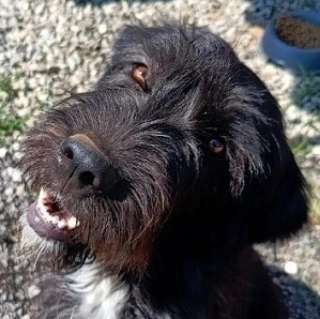 Tierschutzhunde suchen ein Zuhause-Beitrag-Bild