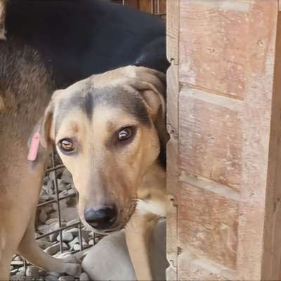 Tierschutzhunde suchen ein Zuhause-Beitrag-Bild