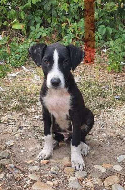 Tierschutzhunde suchen ein Zuhause-Beitrag-Bild