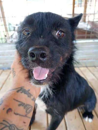 Tierschutzhunde suchen ein Zuhause-Beitrag-Bild