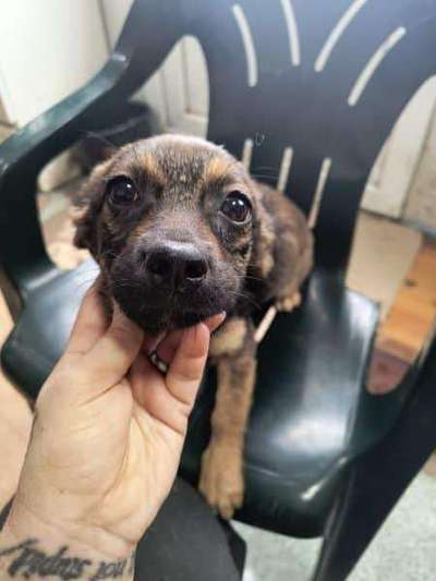 Tierschutzhunde suchen ein Zuhause-Beitrag-Bild