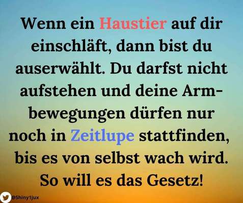 Hunde Memes-Beitrag-Bild