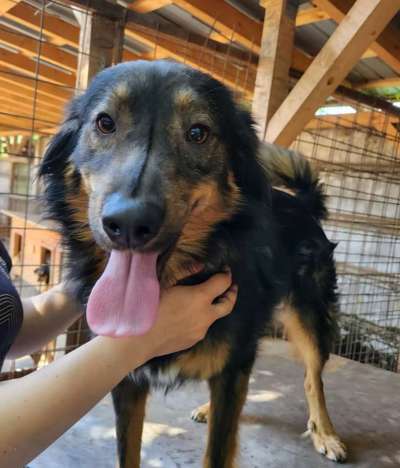 Tierschutzhunde suchen ein Zuhause-Beitrag-Bild