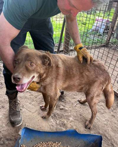 Tierschutzhunde suchen ein Zuhause-Beitrag-Bild