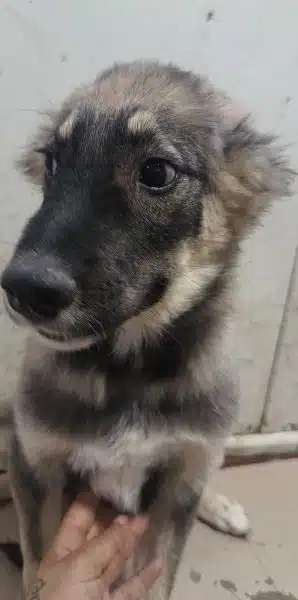 Tierschutzhunde suchen ein Zuhause-Beitrag-Bild