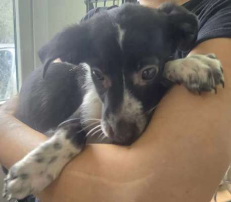 Tierschutzhunde suchen ein Zuhause-Beitrag-Bild