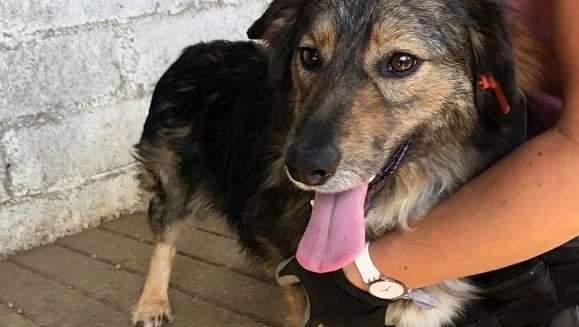 Tierschutzhunde suchen ein Zuhause-Beitrag-Bild