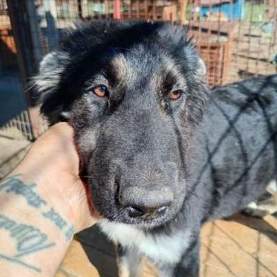 Tierschutzhunde suchen ein Zuhause-Beitrag-Bild