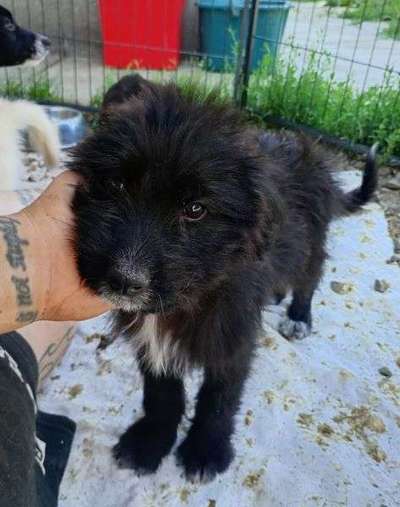 Tierschutzhunde suchen ein Zuhause-Beitrag-Bild