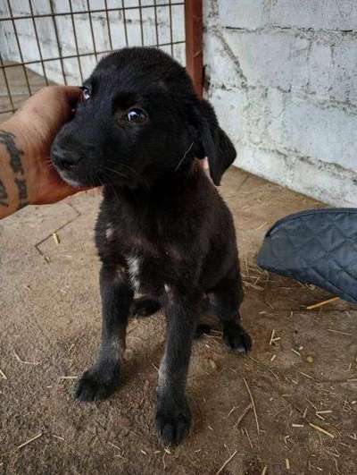Tierschutzhunde suchen ein Zuhause-Beitrag-Bild
