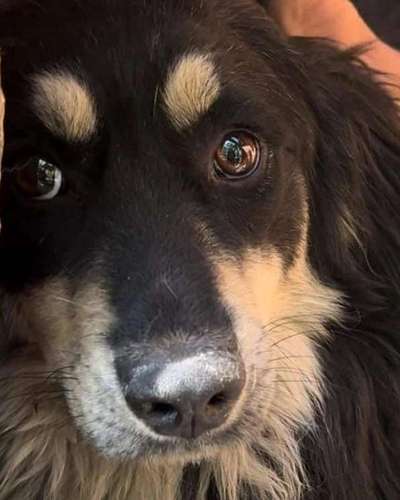 Tierschutzhunde suchen ein Zuhause-Beitrag-Bild