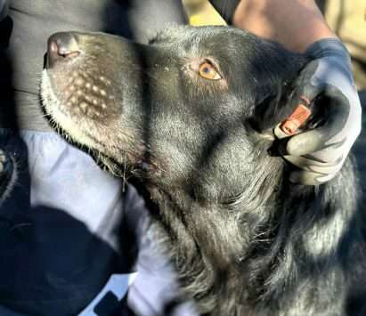 Tierschutzhunde suchen ein Zuhause-Beitrag-Bild