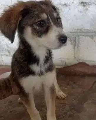 Tierschutzhunde suchen ein Zuhause-Beitrag-Bild