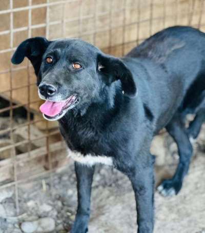 Tierschutzhunde suchen ein Zuhause-Beitrag-Bild