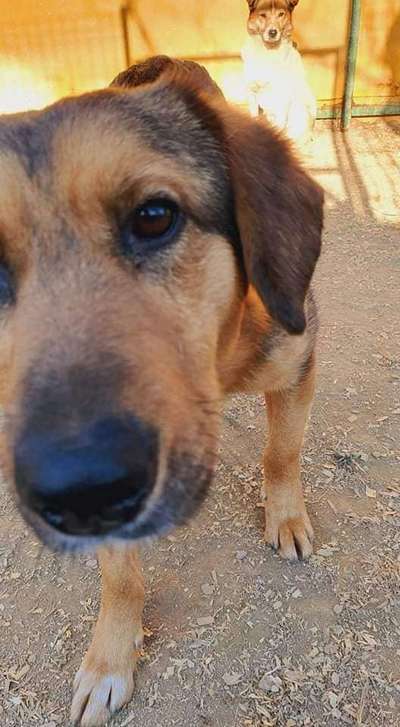 Tierschutzhunde suchen ein Zuhause-Beitrag-Bild