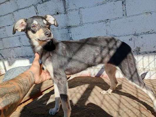 Tierschutzhunde suchen ein Zuhause-Beitrag-Bild