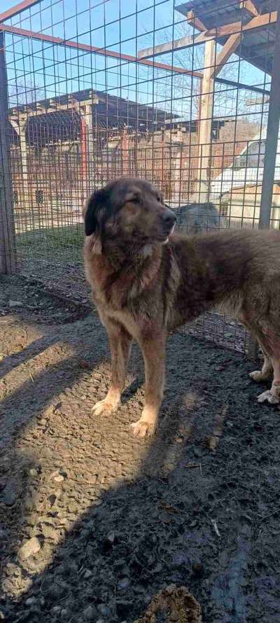 Tierschutzhunde suchen ein Zuhause-Beitrag-Bild