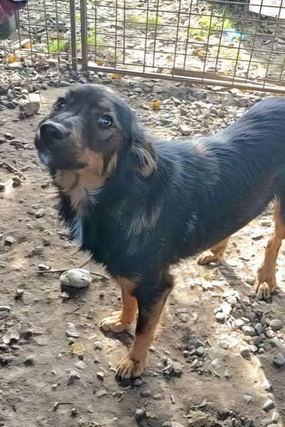 Tierschutzhunde suchen ein Zuhause-Beitrag-Bild