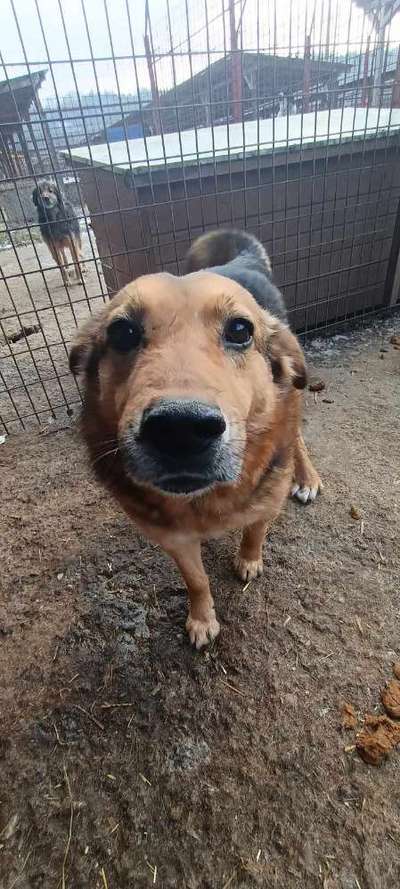 Tierschutzhunde suchen ein Zuhause-Beitrag-Bild