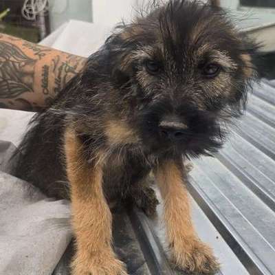 Tierschutzhunde suchen ein Zuhause-Beitrag-Bild