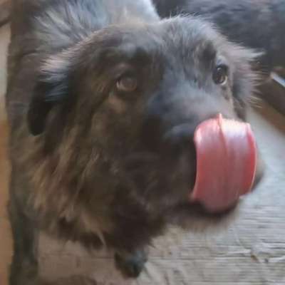 Tierschutzhunde suchen ein Zuhause-Beitrag-Bild