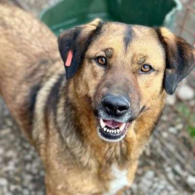 Tierschutzhunde suchen ein Zuhause-Beitrag-Bild