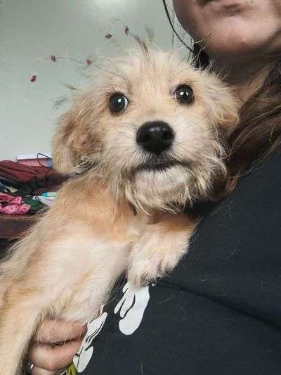 Tierschutzhunde suchen ein Zuhause-Beitrag-Bild